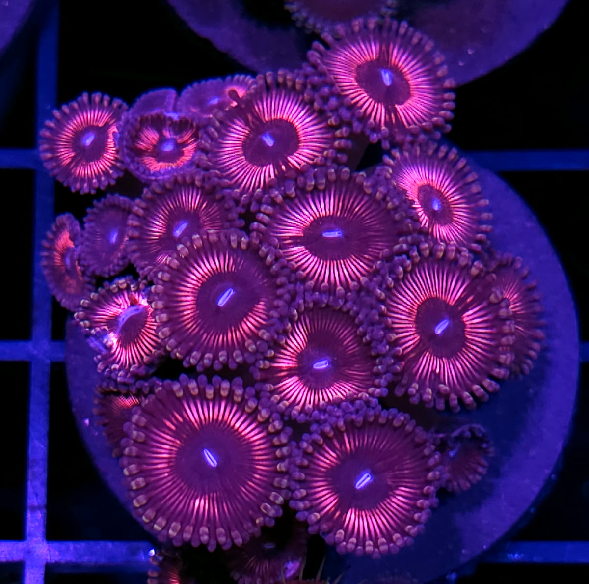 Blue Eye Pink Bitches Zoas