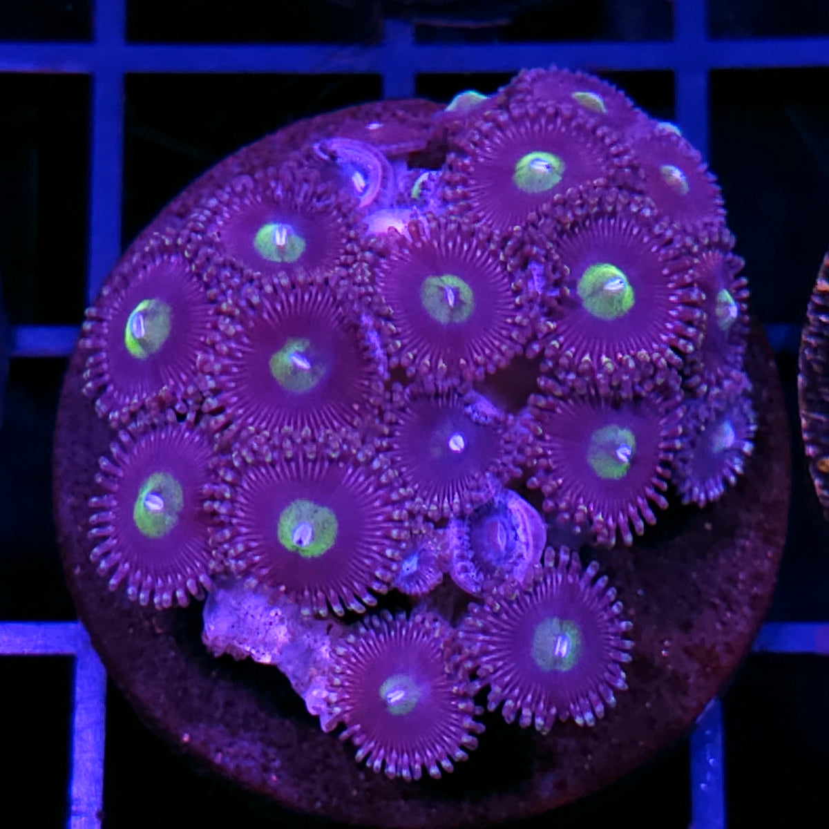 Cats Eye Zoas Mini Colony