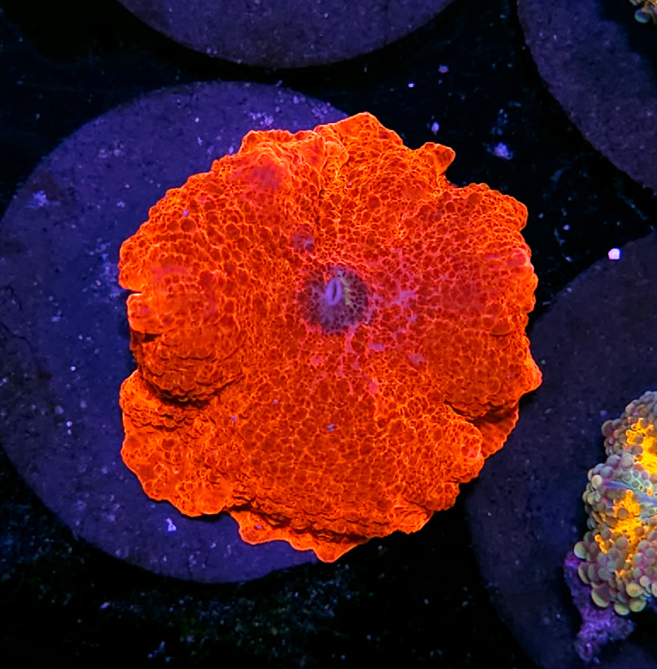 HF Scarlett Begonias Mushroom