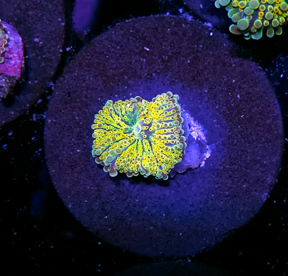 Yellow Dragon Yuma