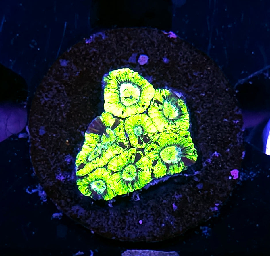 Cesspool Micro Favia