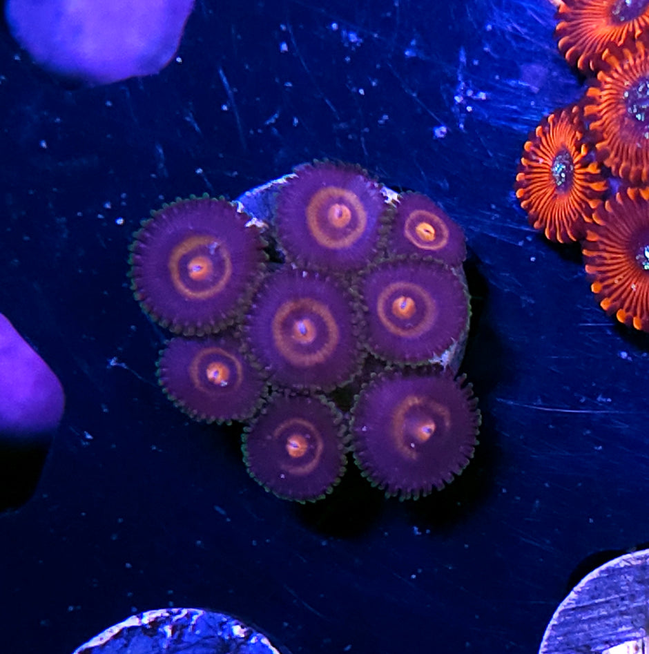 Plasma Cutter Zoas