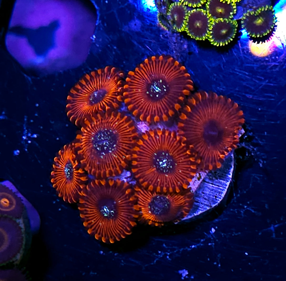 Salted Agave Zoas