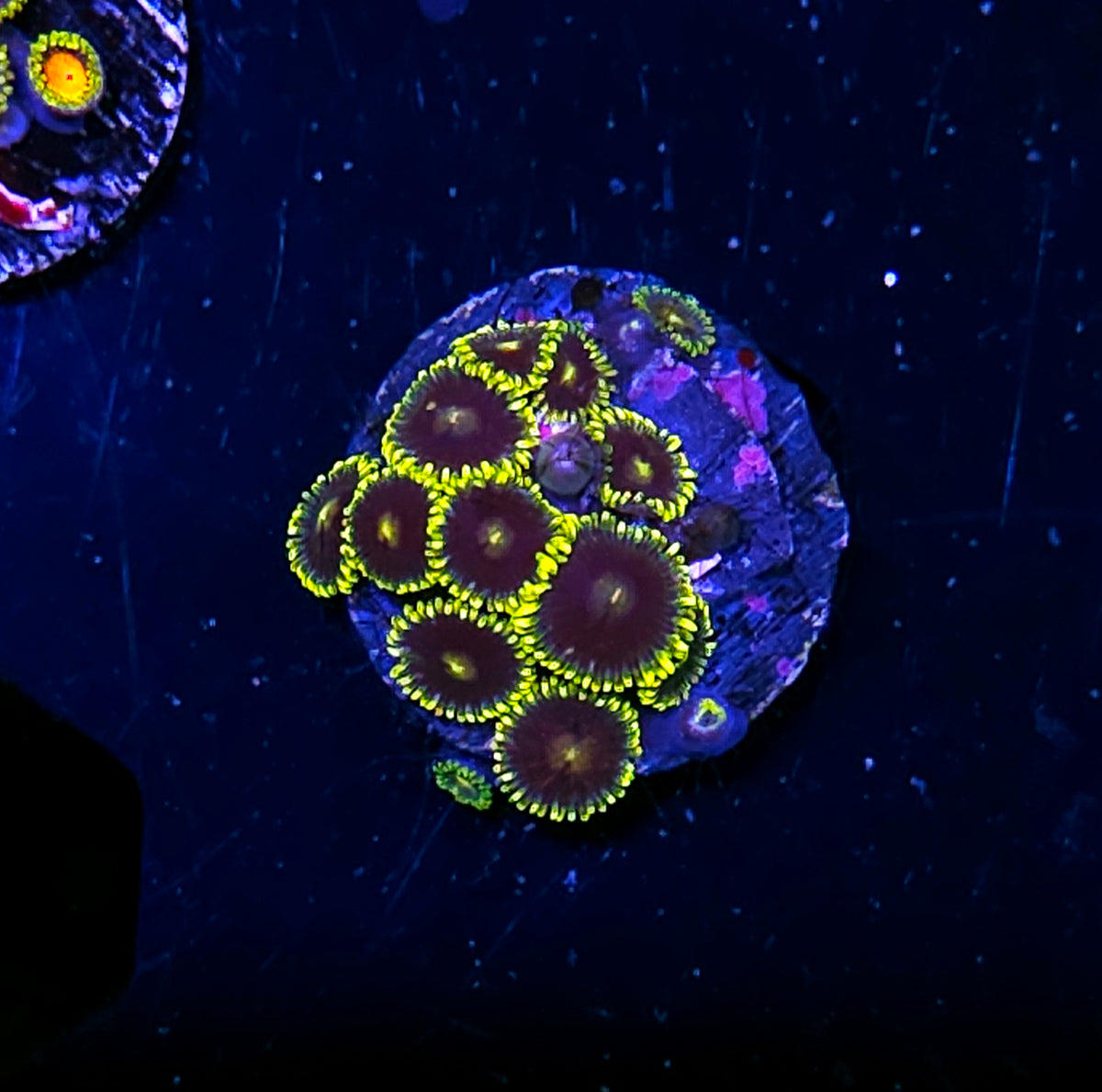 DR Sorcerer Zoas
