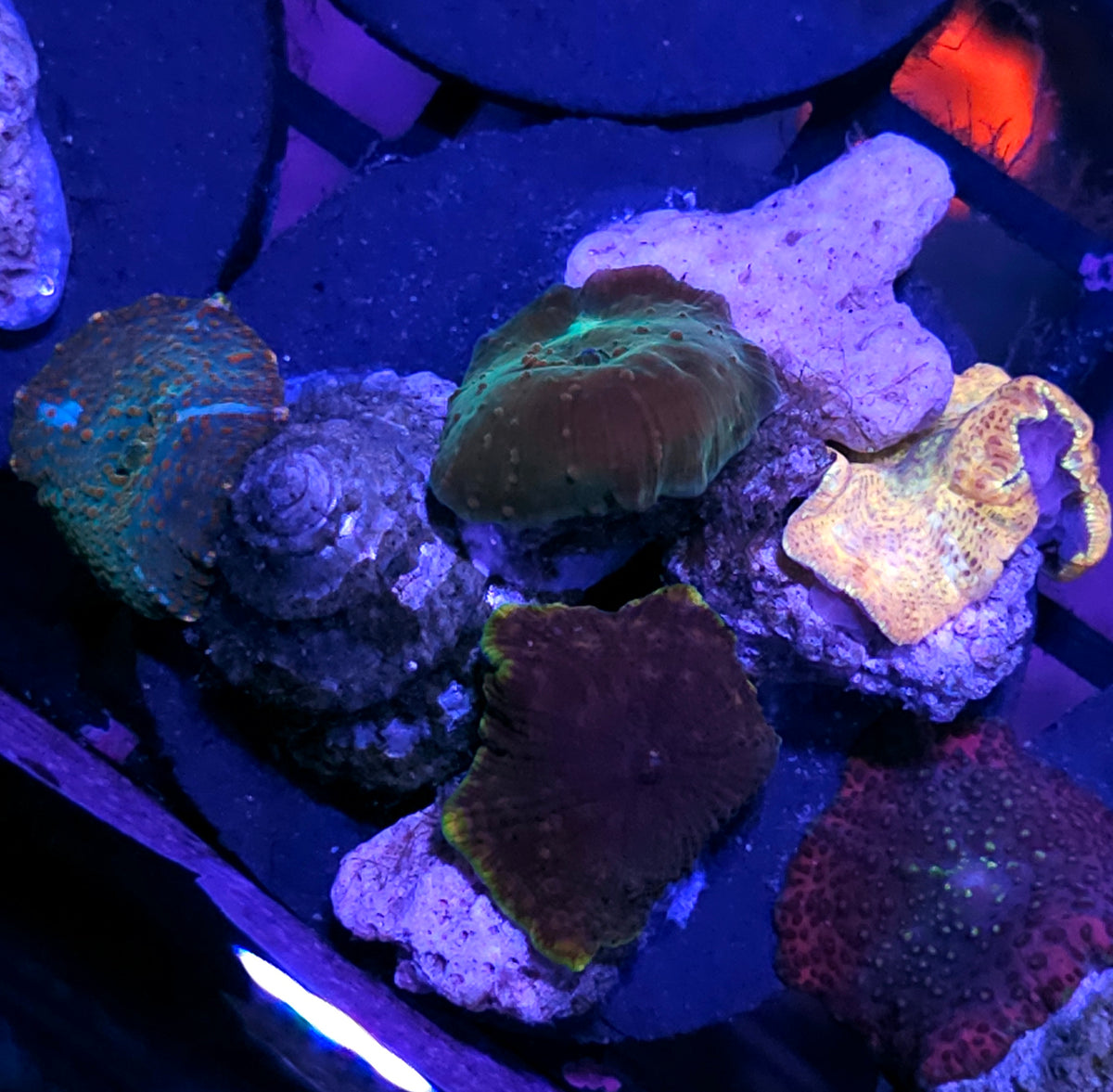 Funky Mix Mushroom Disk