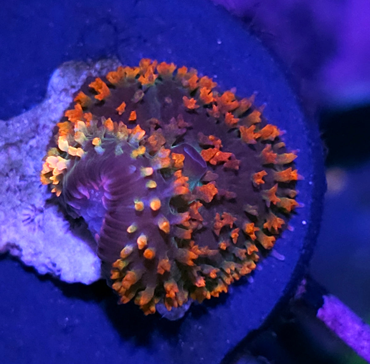 Blazed Graft St Thomas Mushroom