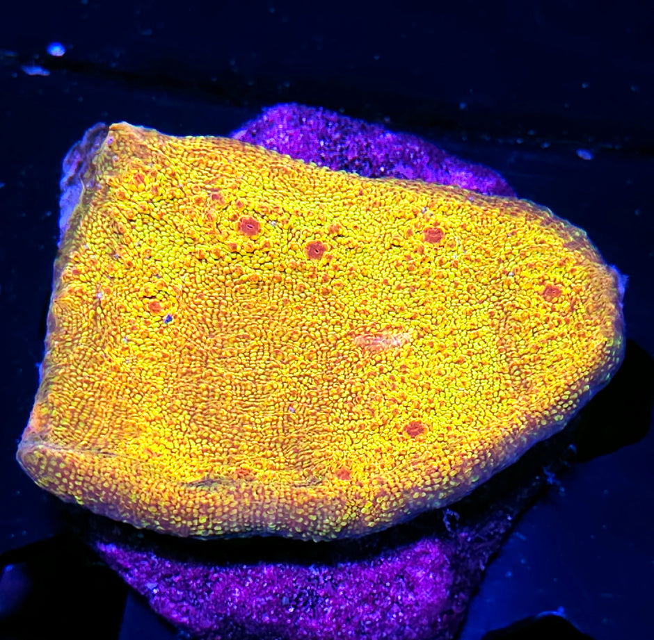 4" Ludicrous Chalice Colony 🥵