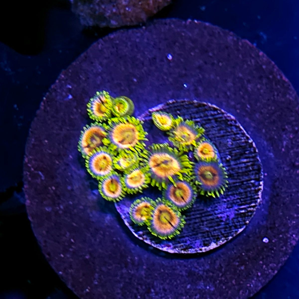 WWC Laser Lemon Zoas