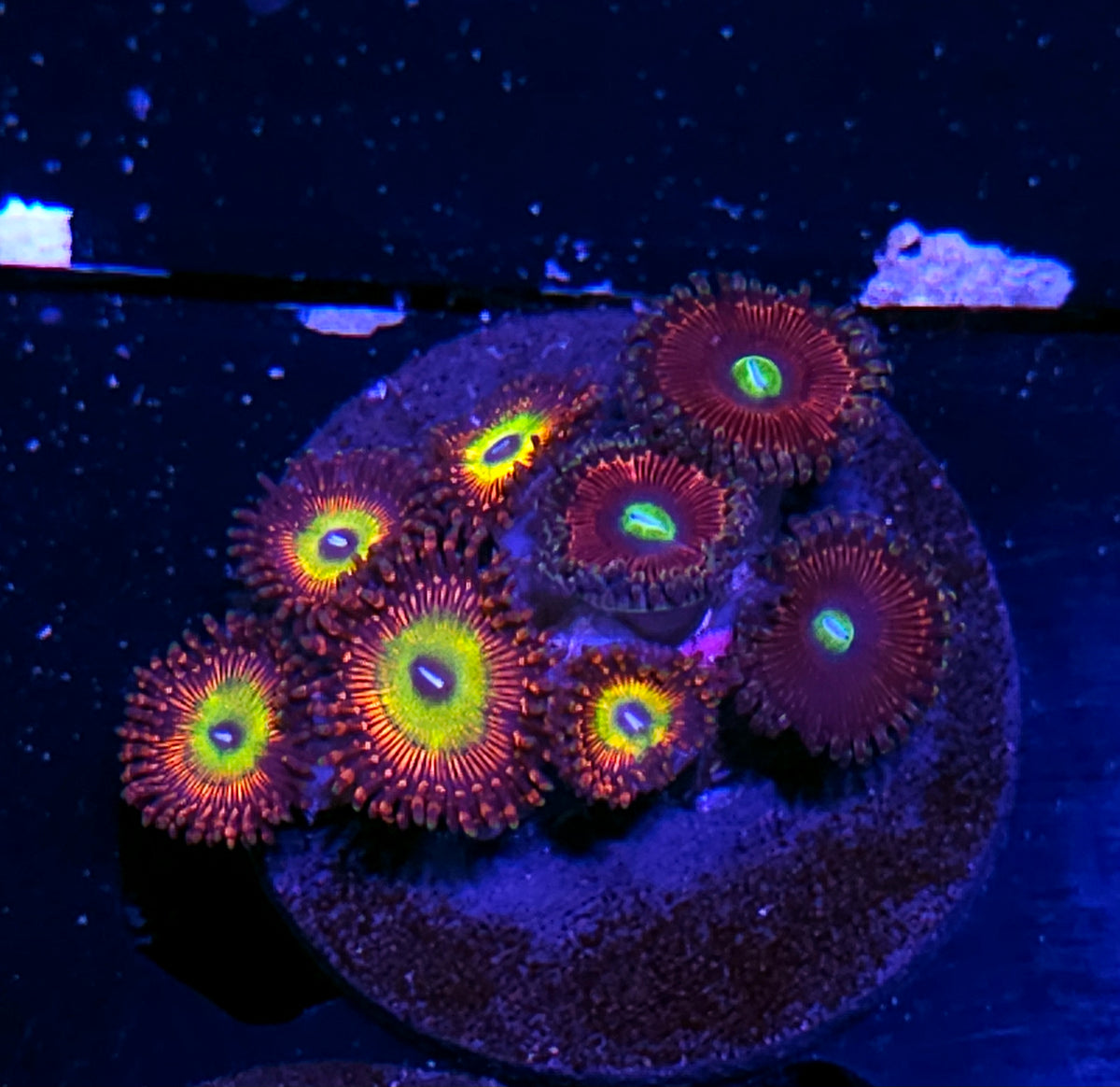 Aztec Rainbow & Cats Eye Zoas