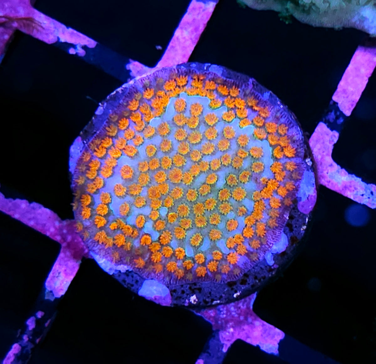 HF Aquaman Montipora