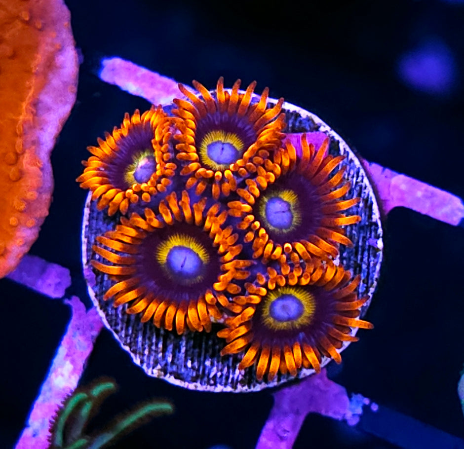 HF Prometheus Zoas
