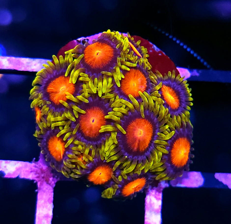 HF Van Helsing Zoas