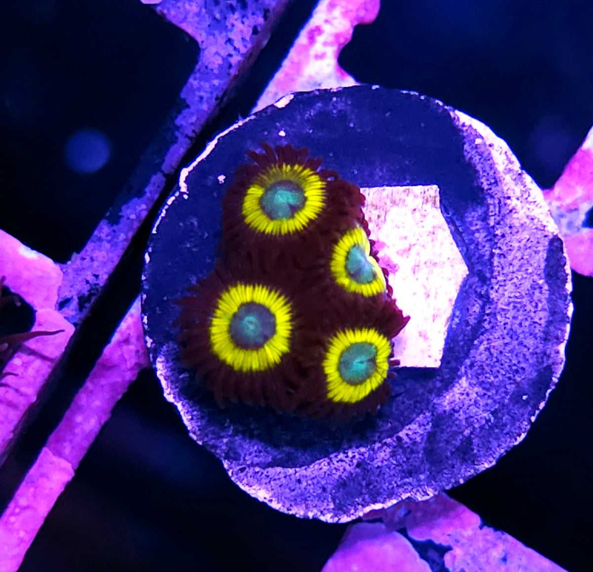HF Flying Saucer Zoas