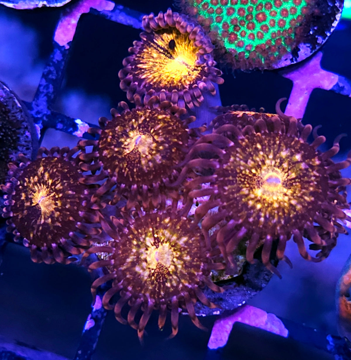 Pandora Zoas