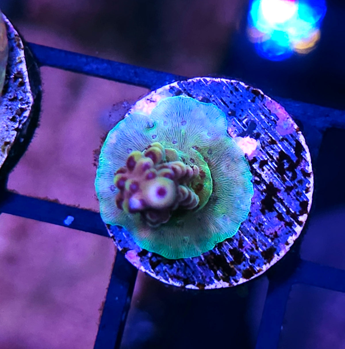HF Rainbow Entrada Acropora