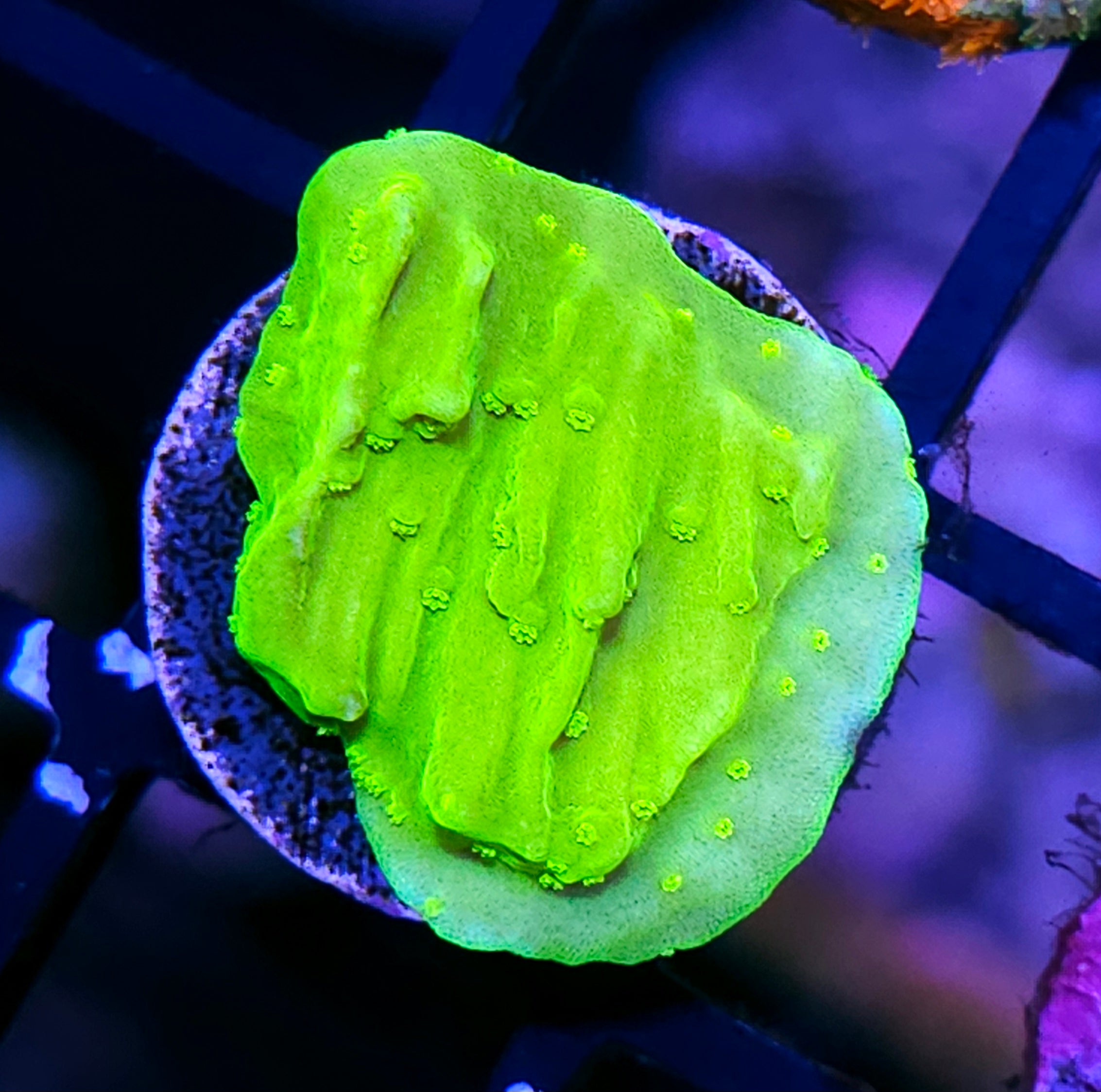 All Coral – Hellfire Frags