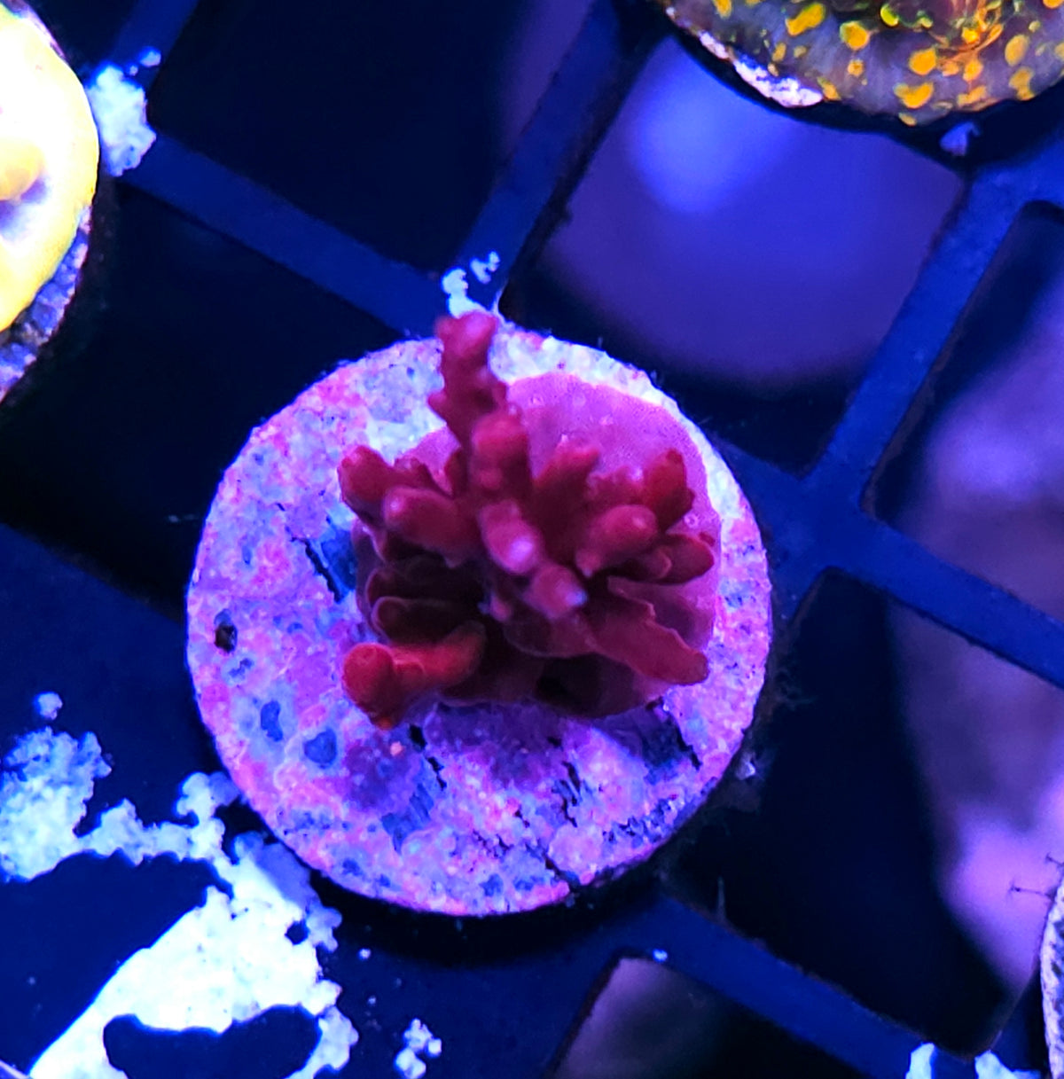 RRA Red Dragon Acropora