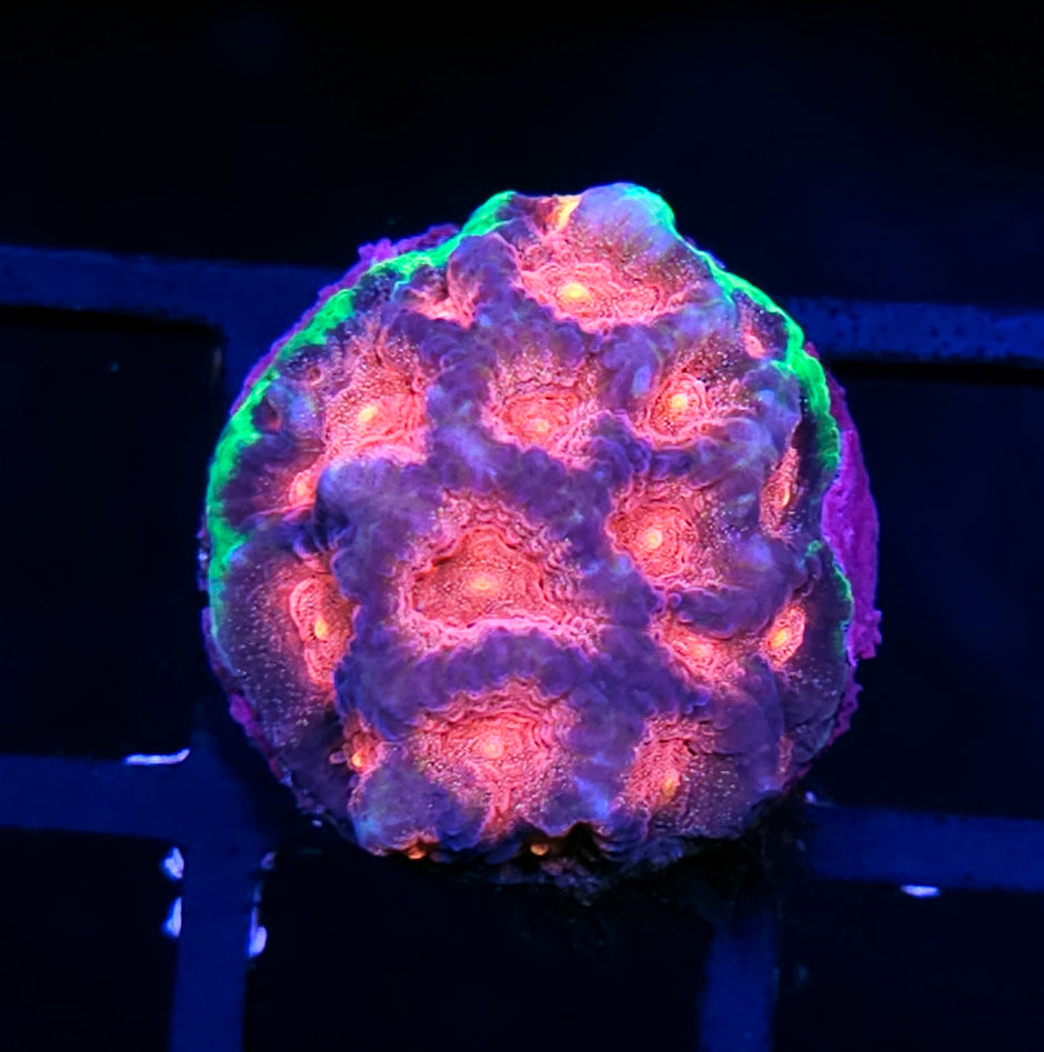 HF Bejeweled Favia