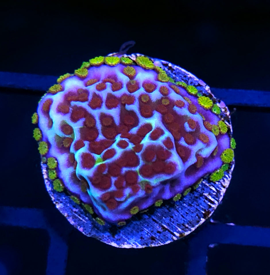 HF Berry Surprise Montipora