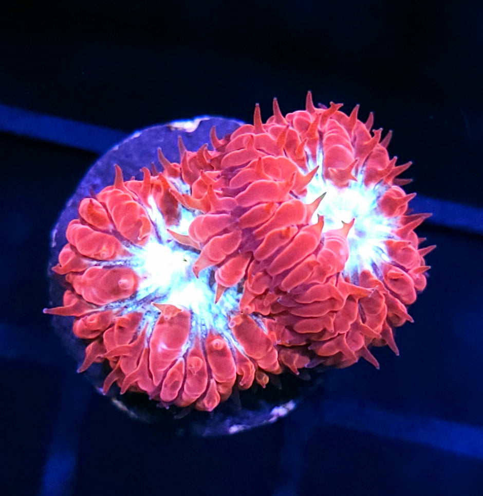 HF Quantum Particles Blasto