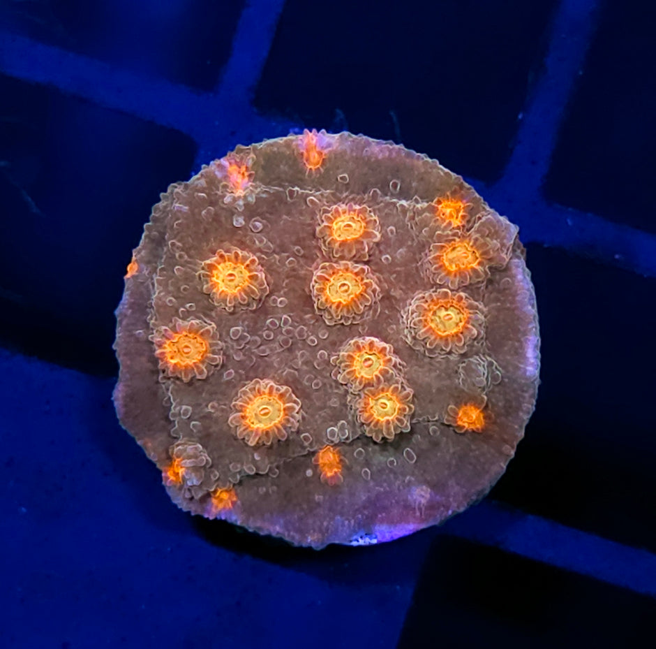Treasure Trolls Cyphastrea