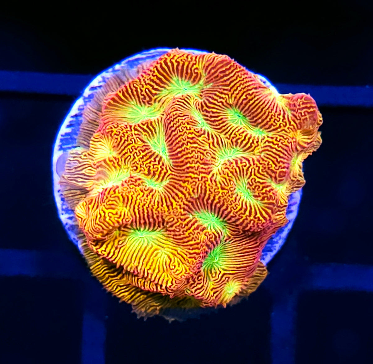HF Jack O Lantern Leptosersis