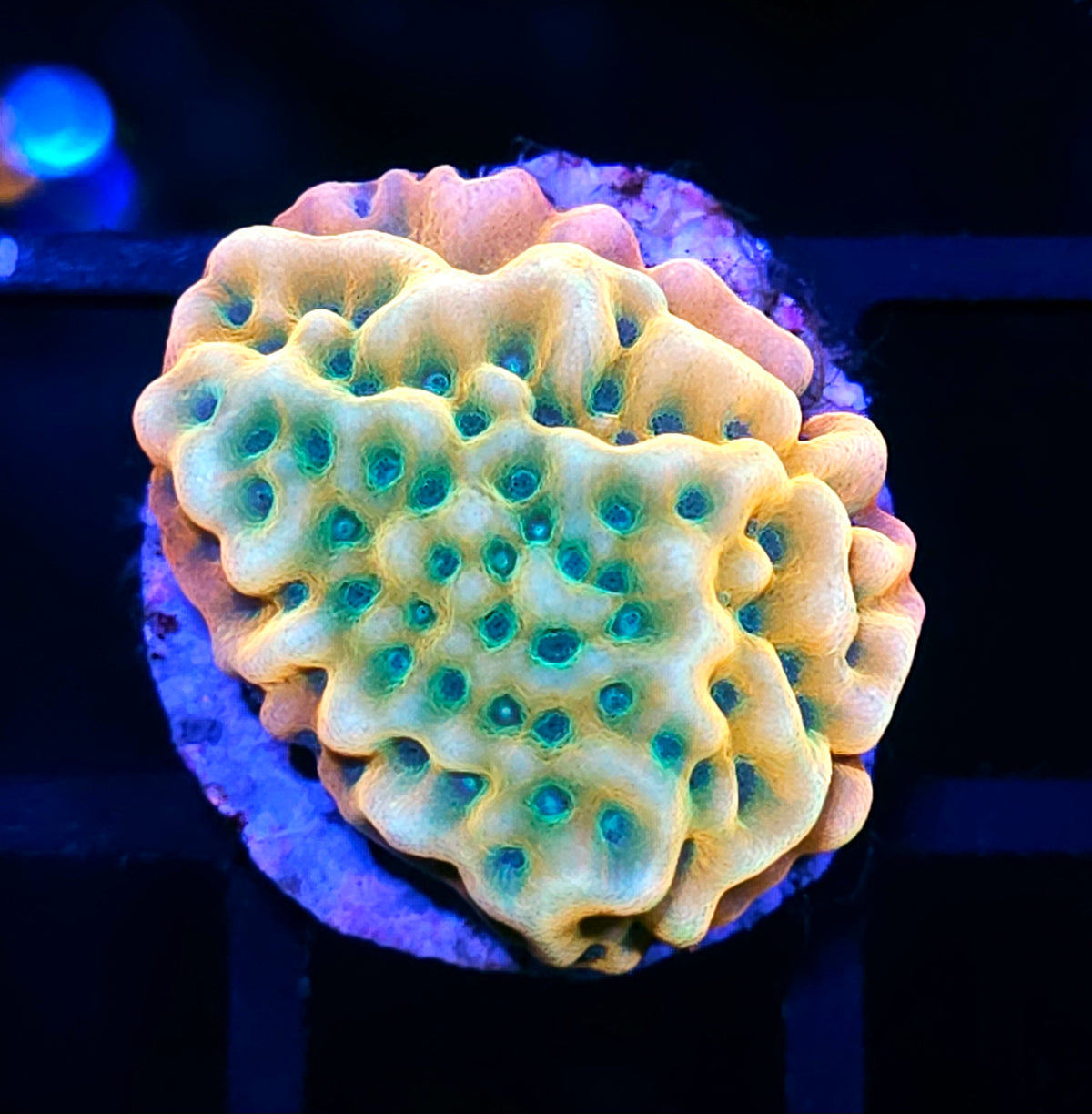 HF Garden of Eden Montipora