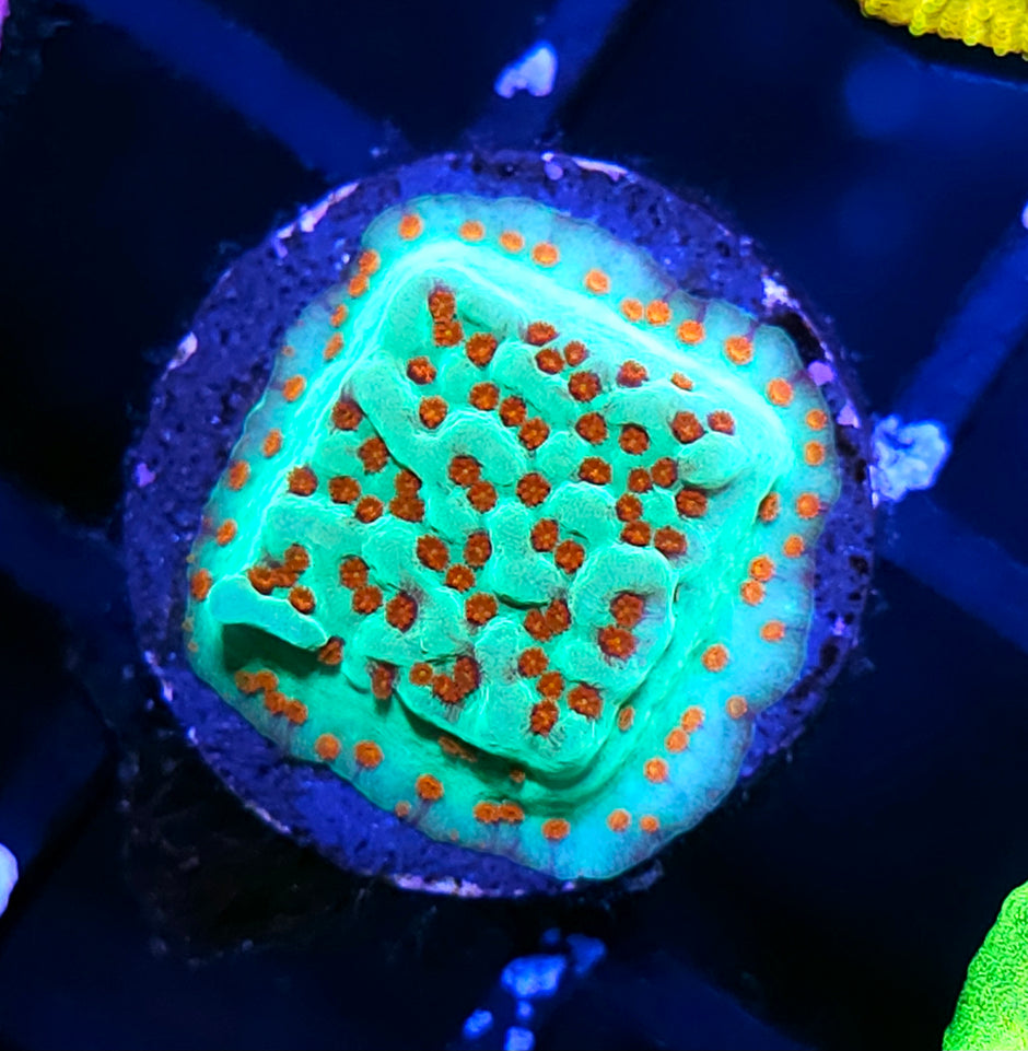 Seasons Greetings Montipora