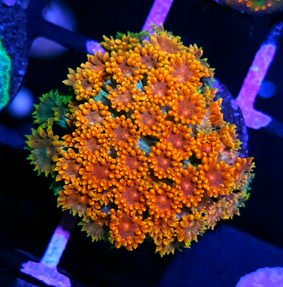 HF Burning Sunset Goniopora