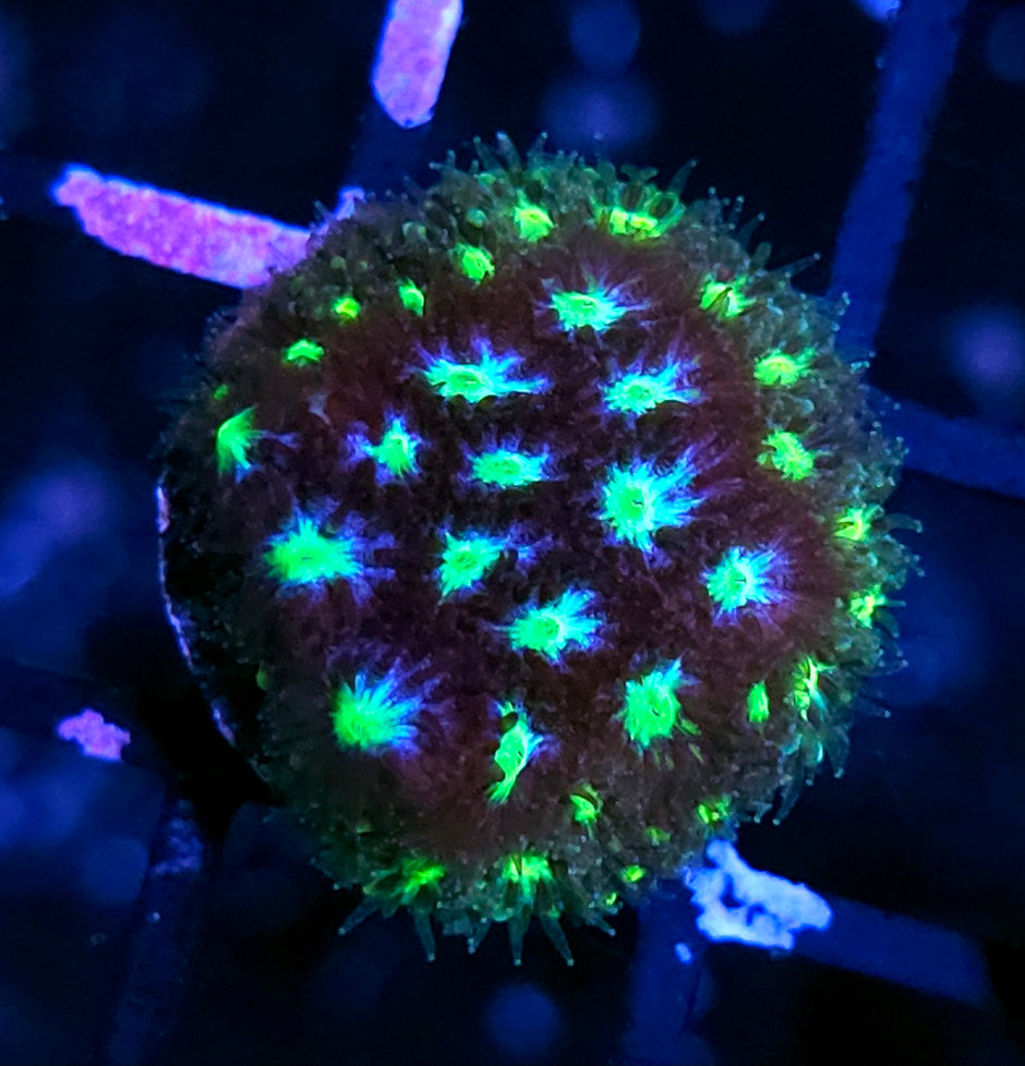 HF Cyclops Leptastrea