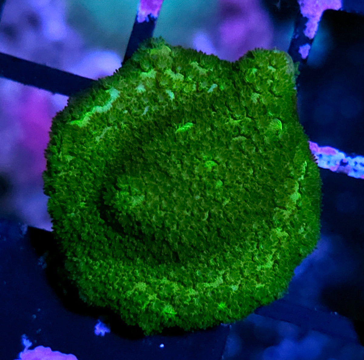Mean Green Montipora
