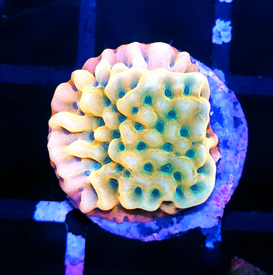 HF Garden of Eden Montipora