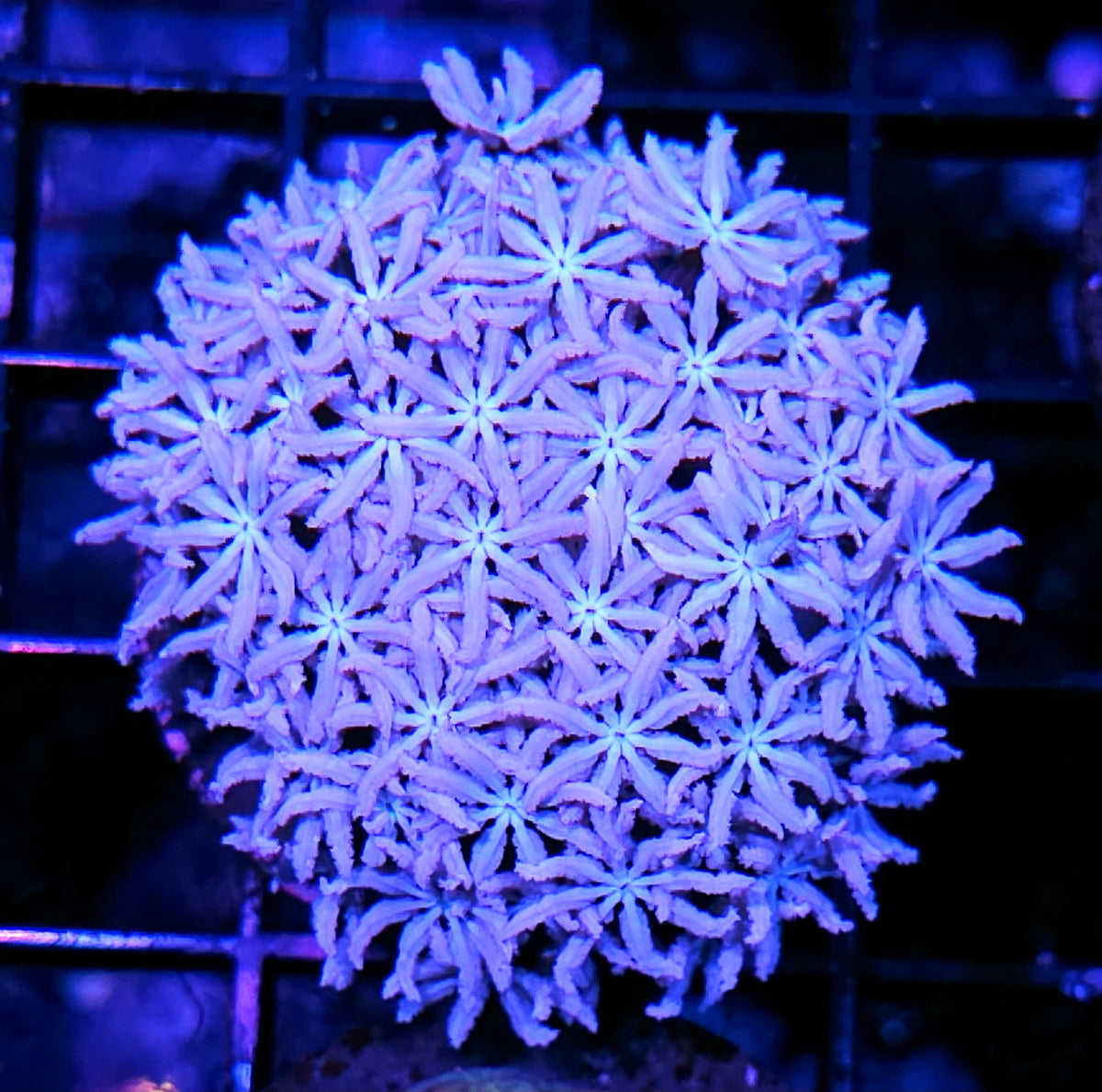 Radioactive Snowflake Pipe Organ