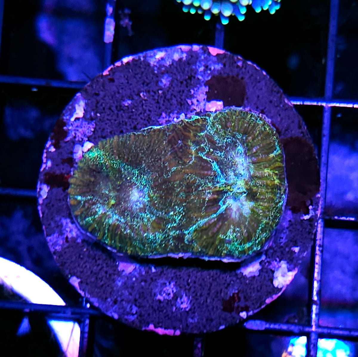 HF Spellbound Favia GLITTER