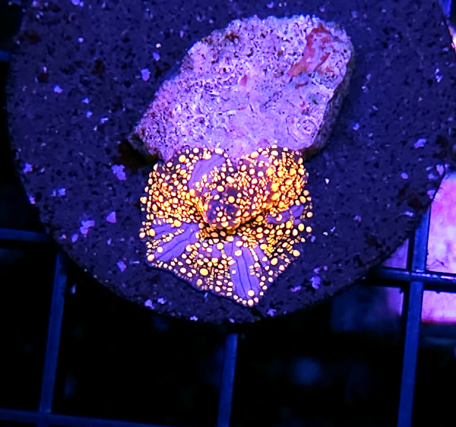 Interstellar Bounce Mushroom