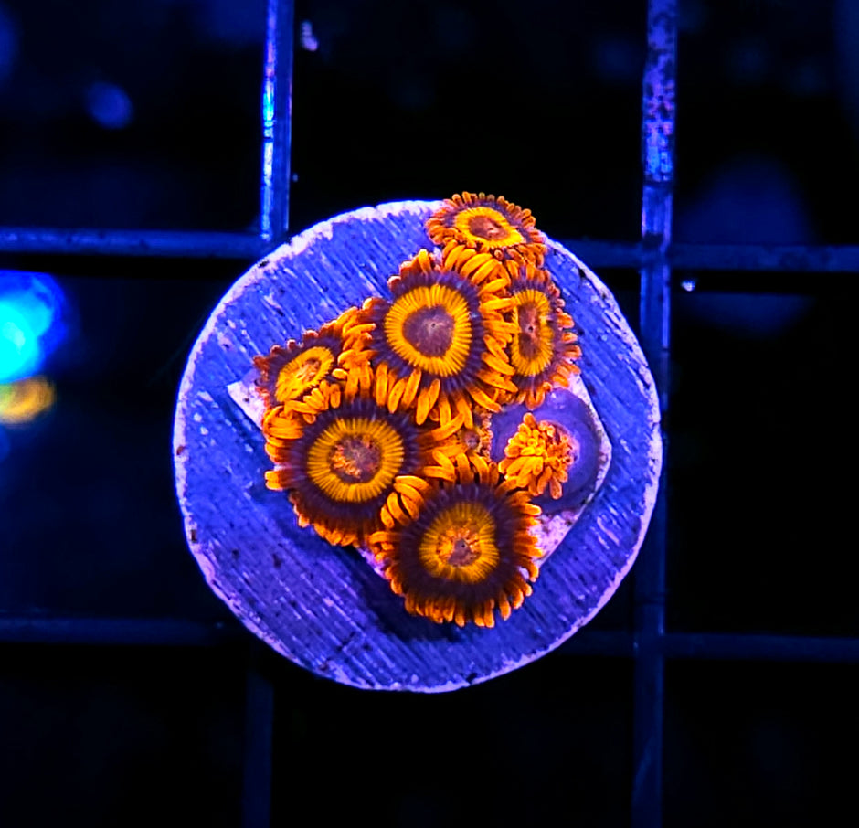 Orange Oxide Zoas