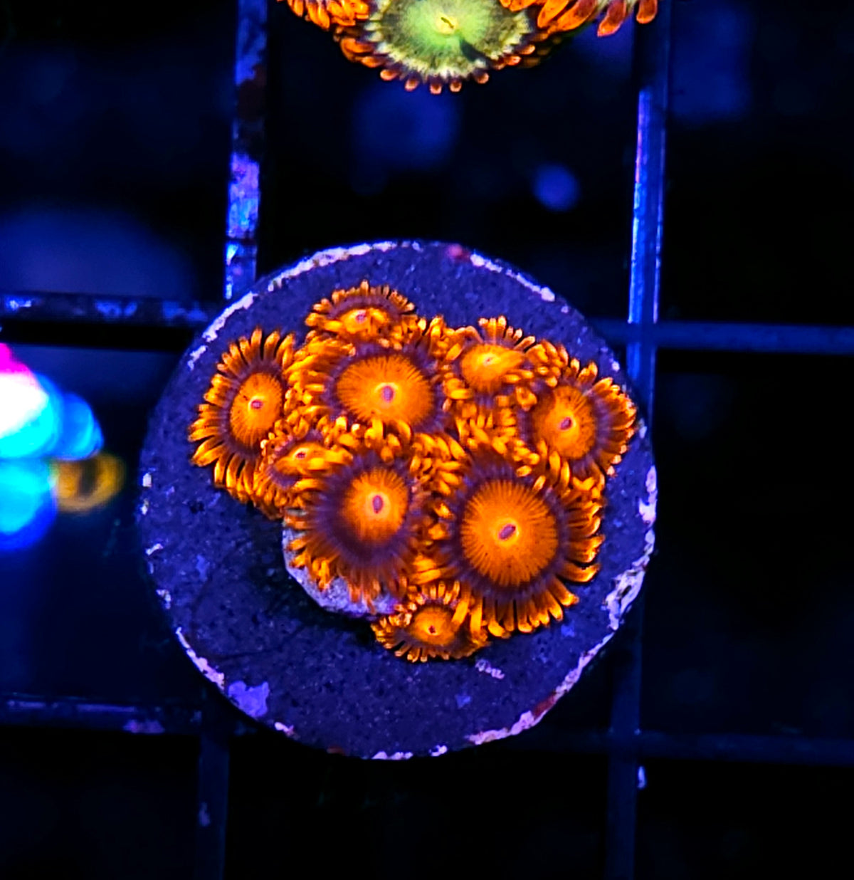 Bam Bam Zoas