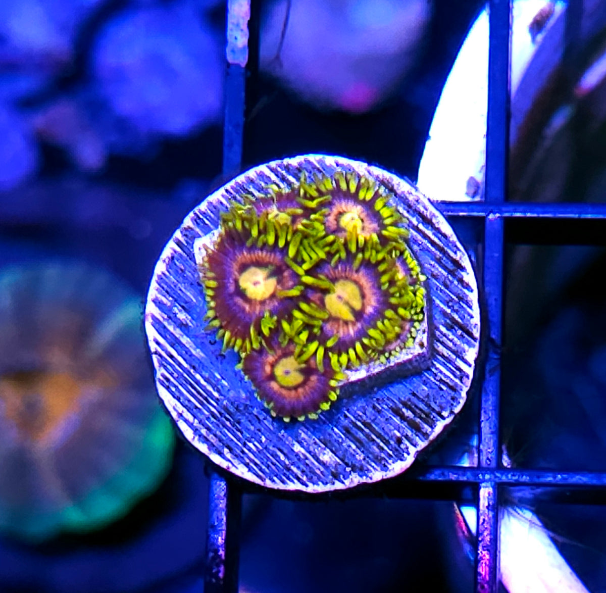 HF Pink Owl Zoas