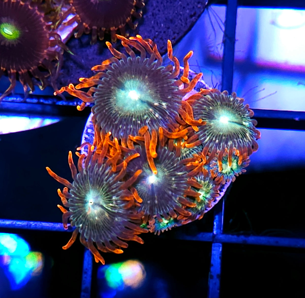 ECC Redwood Zoas