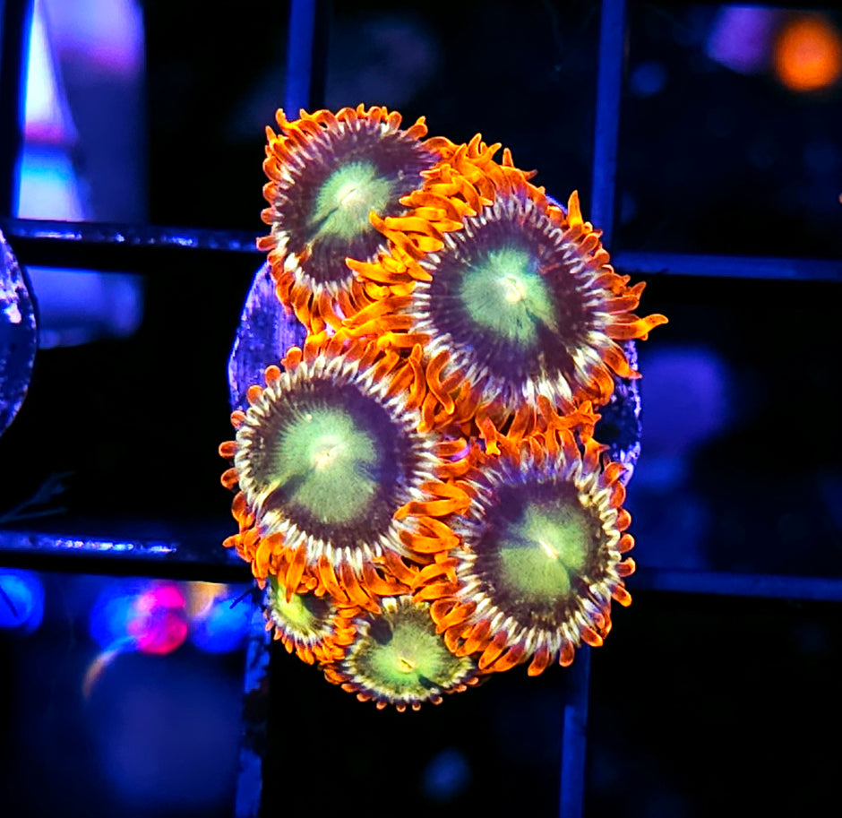 HF Flame Blast Zoa