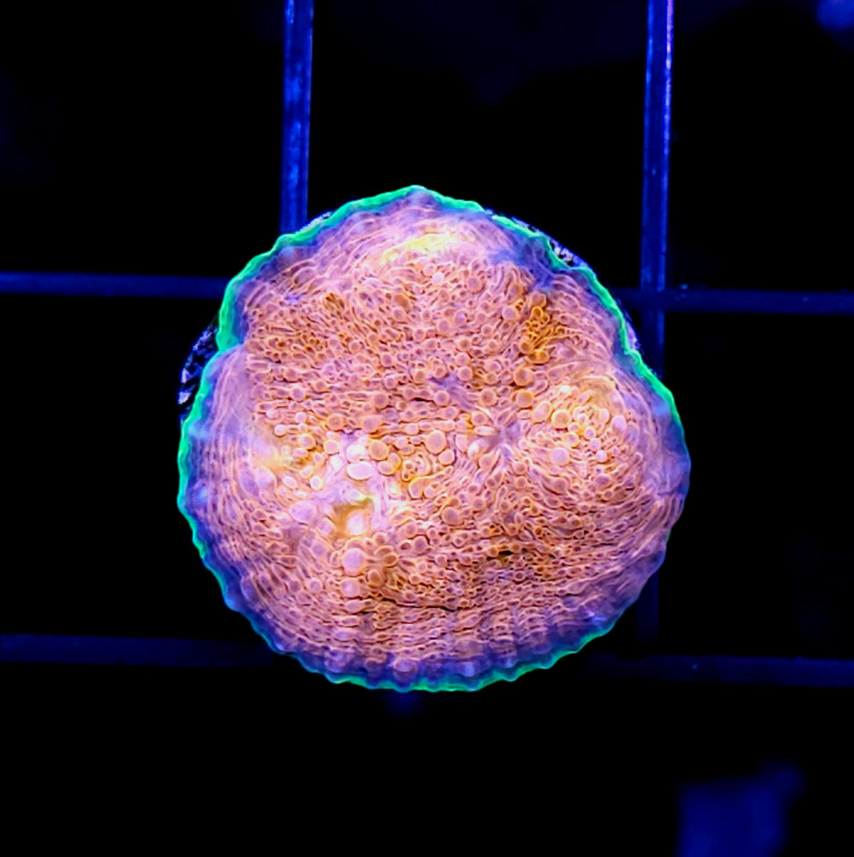 HF Hypershock Acan Echinata