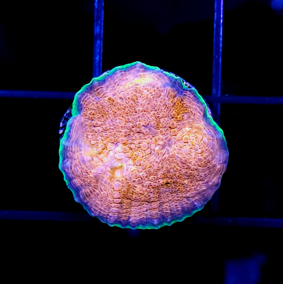 HF Hypershock Acan Echinata