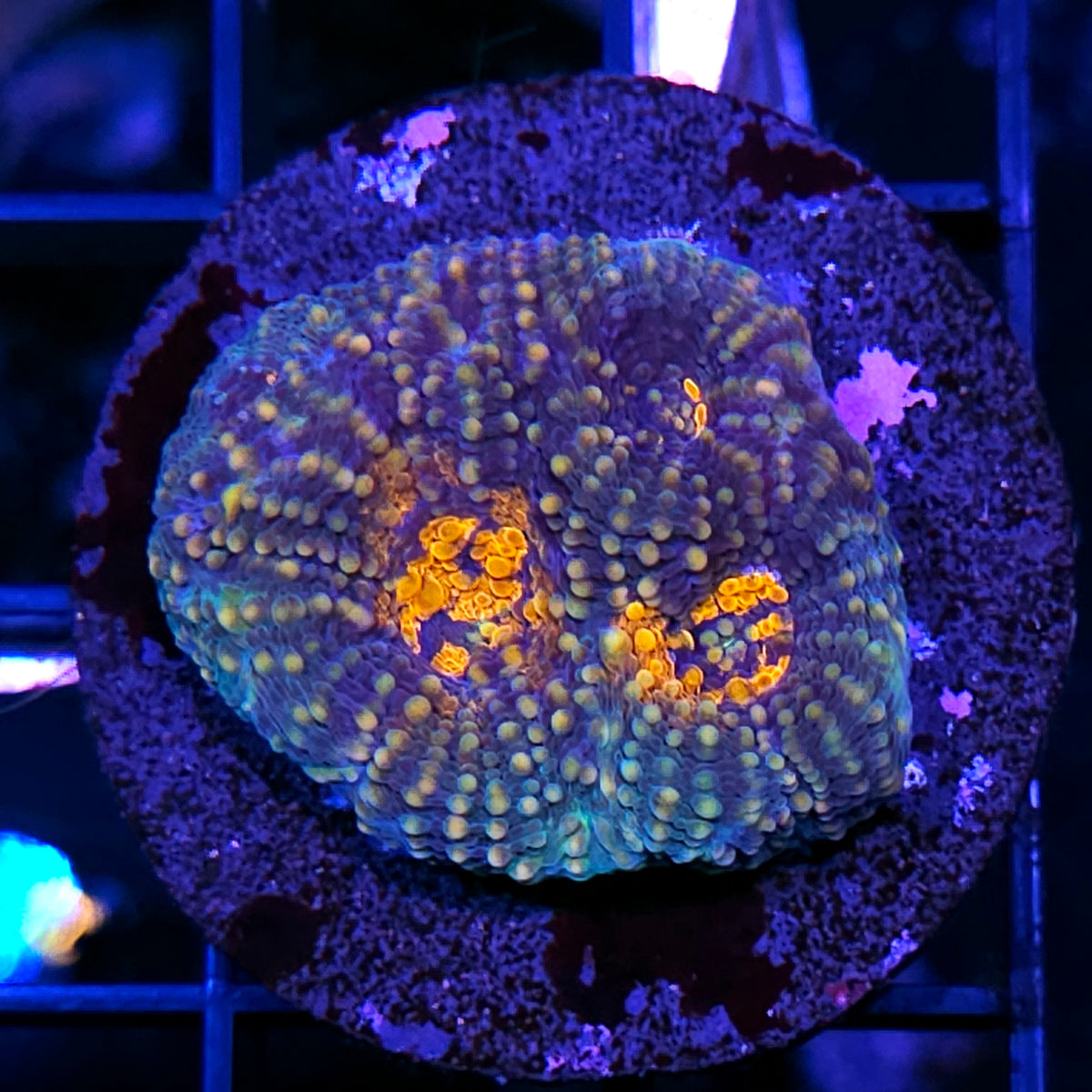 Alcatraz Acan Echinata