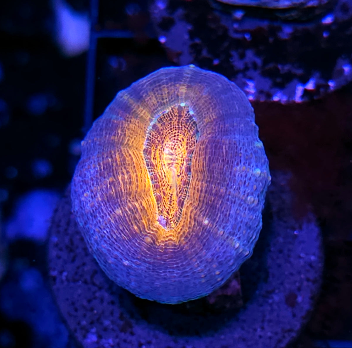 Orange Glow Lobophyllia