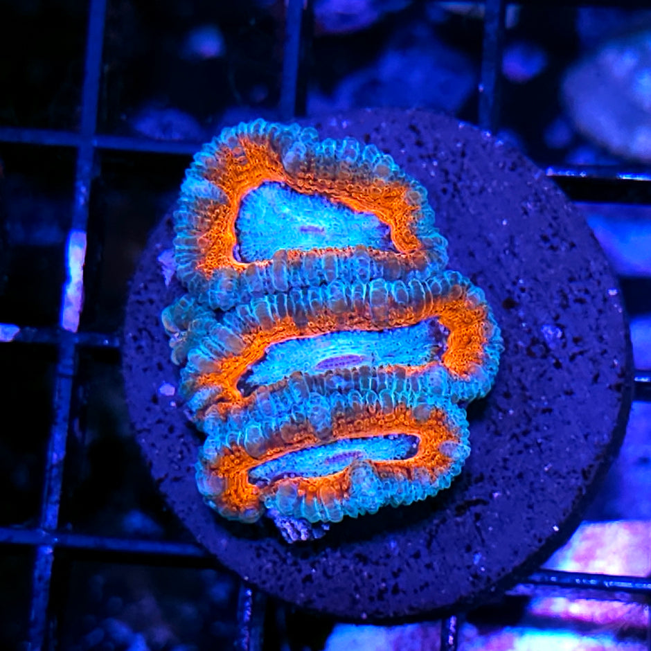 Ring of Fire Acan