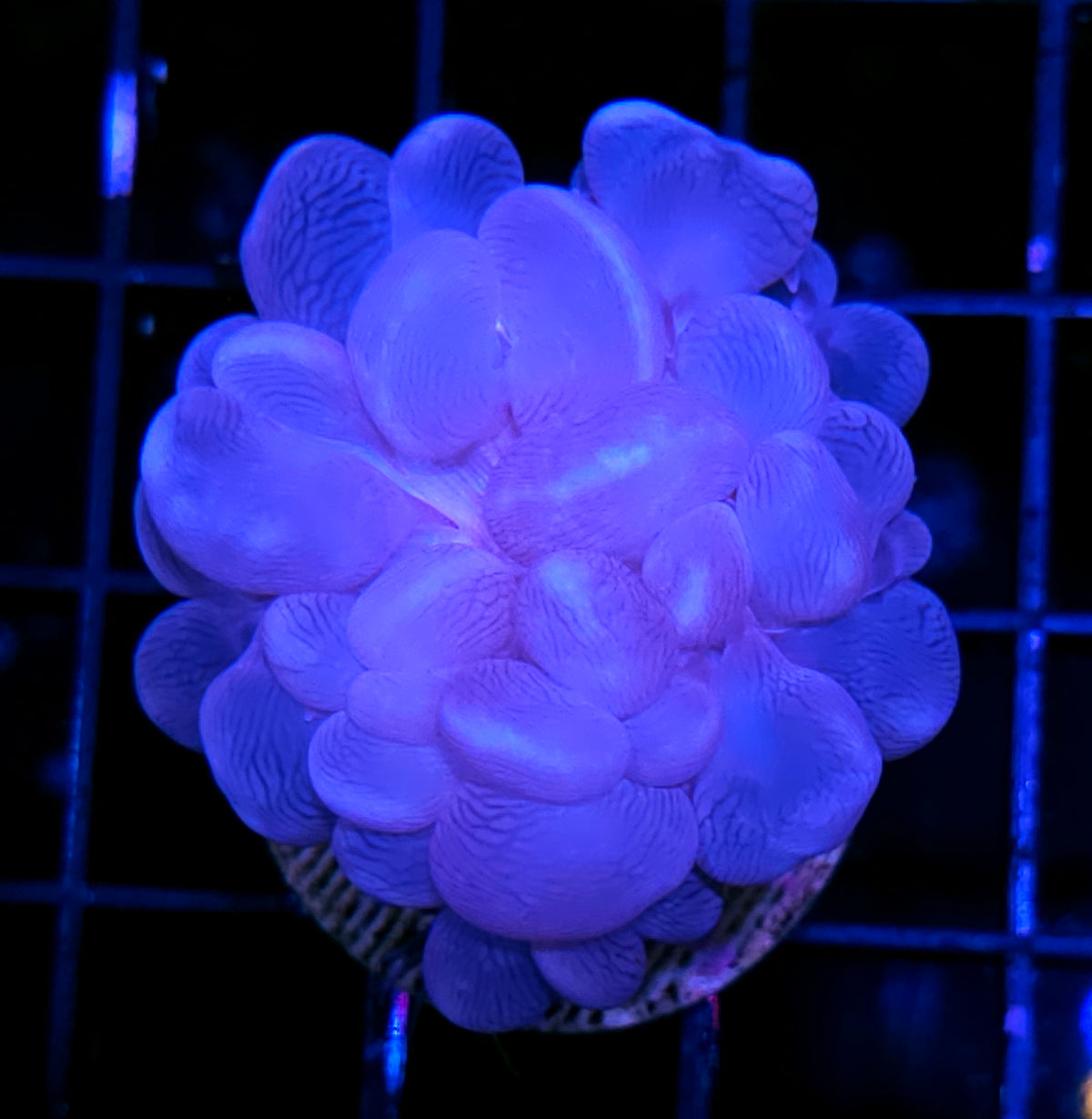 Aquacultured Blue Bubble Coral
