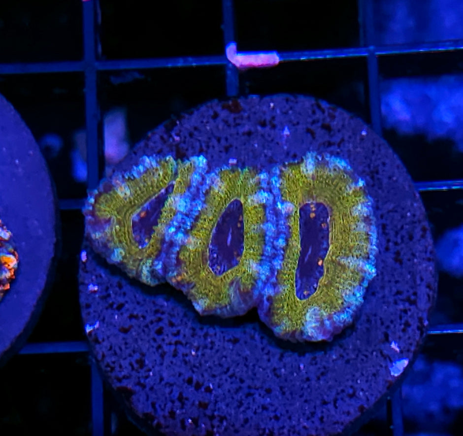 Voodoo Dolls Acan