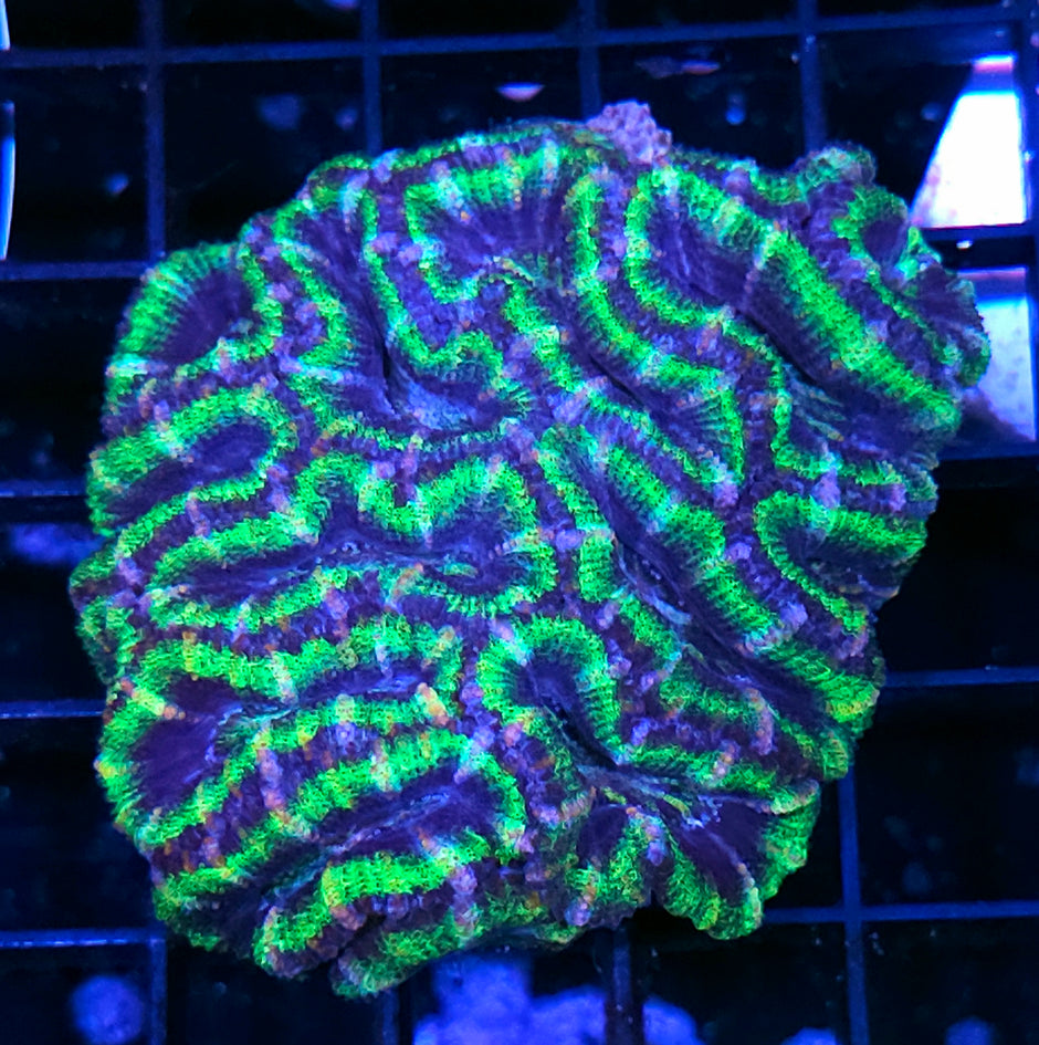 Rings of Saturn Acan Colony
