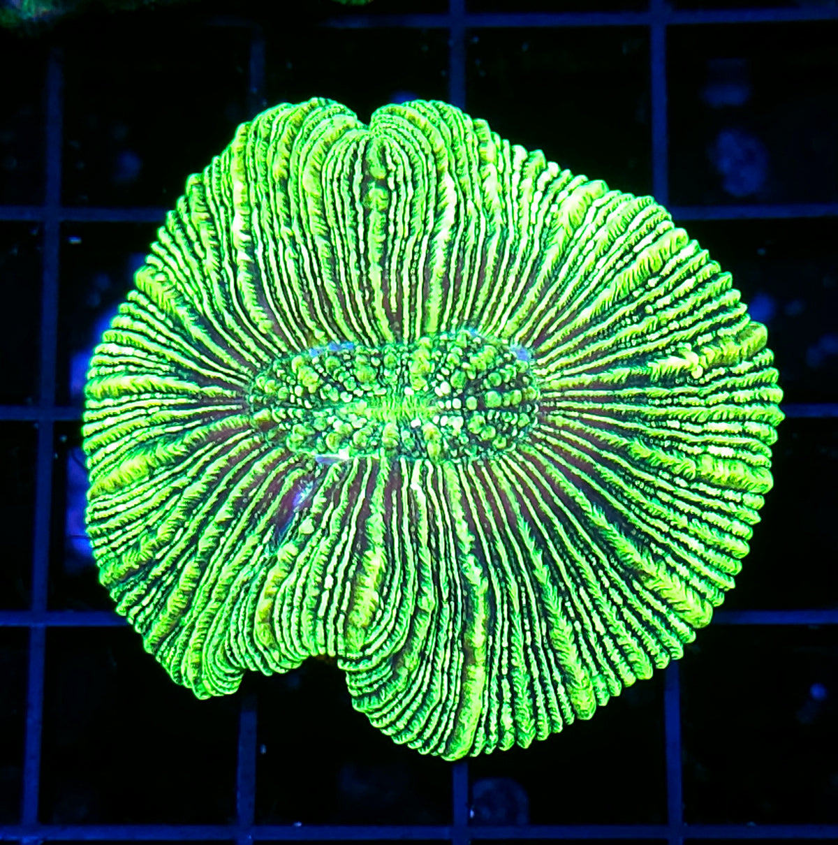 Kryptonite Konvict Wellsophyllia