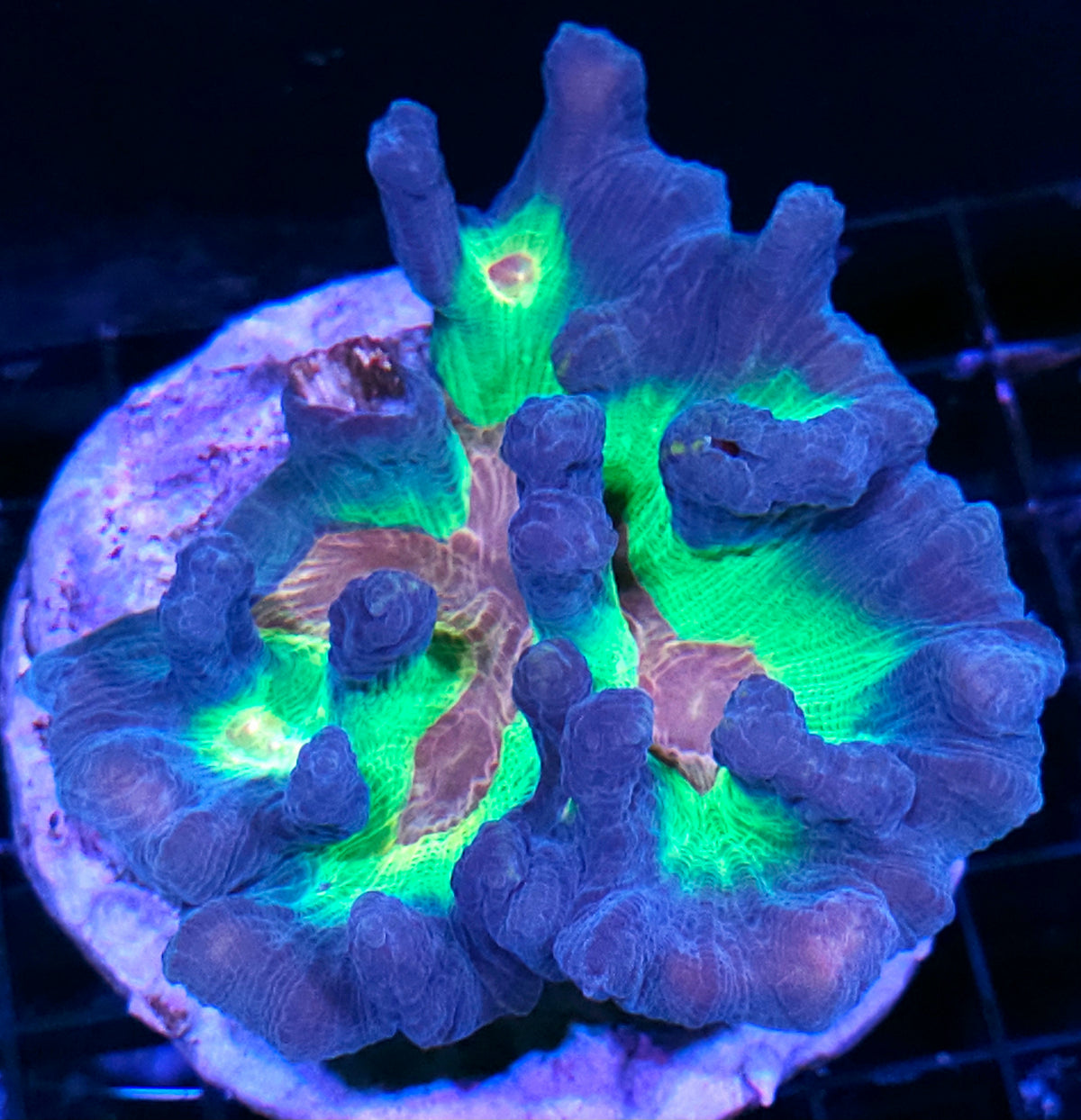 Rainbow Pectinia Colony